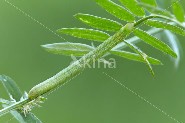 Geringde spikkelspanner (Cleora cinctaria)