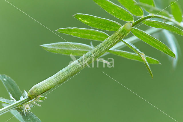 Cleora cinctaria