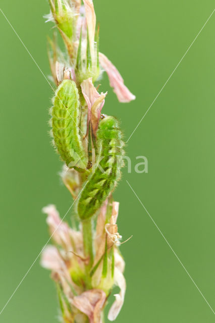 Groentje (Callophrys rubi)