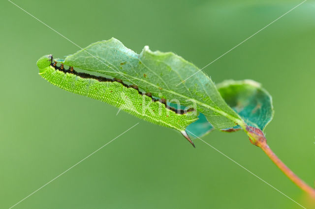 Broad-bordered Bee Hawk-moth (Hemaris fuciformis)