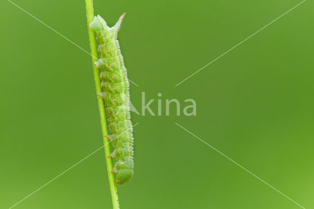 Hommelvlinder (Hemaris tityus)