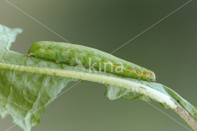 Cabbage moth (Mamestra brassicae)