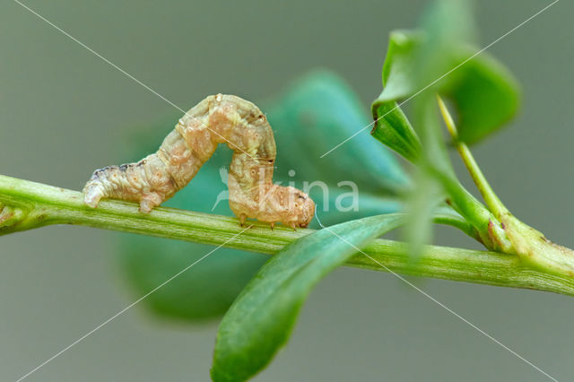 Berberisspanner (Pareulype berberata)