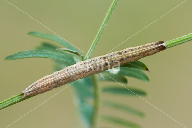 Bruine daguil (Euclidia glyphica)