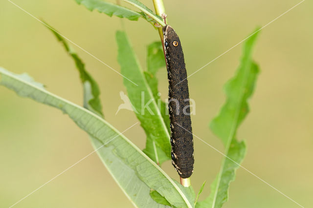 Willowherb Hawkmoth (Proserpinus proserpina)