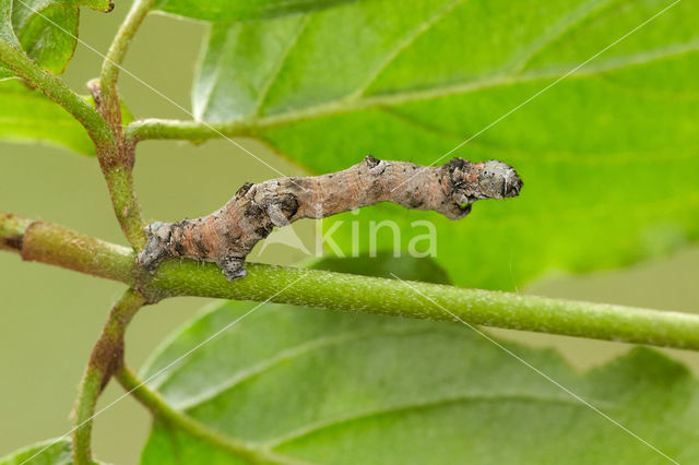 Halvemaanvlinder (Selenia tetralunaria)