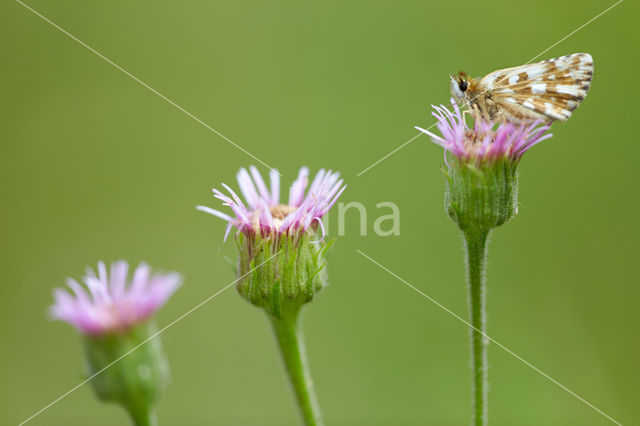 Westelijk spikkeldikkopje (Pyrgus carlinae)