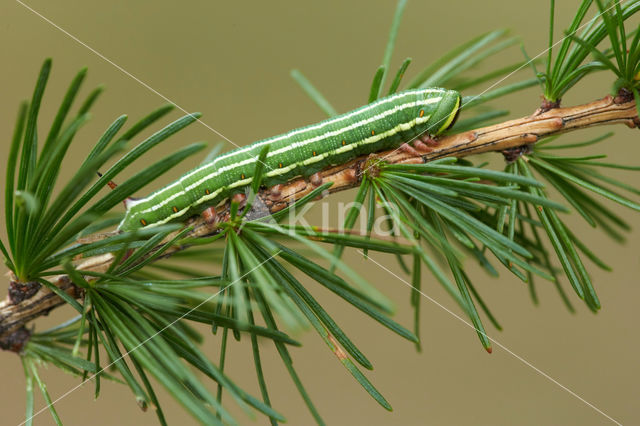 Dennenpijlstaart (Hyloicus pinastri)