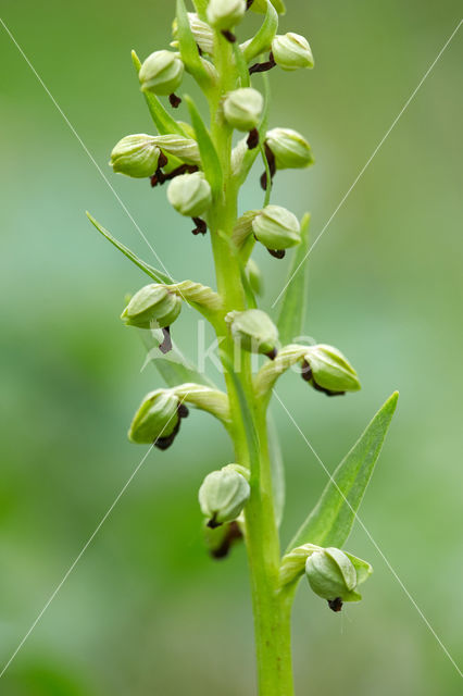 Groene nachtorchis (Coeloglossum viride)