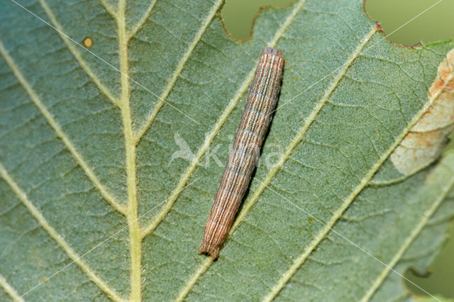 Puntlijngrasuil (Mythimna scirpi)