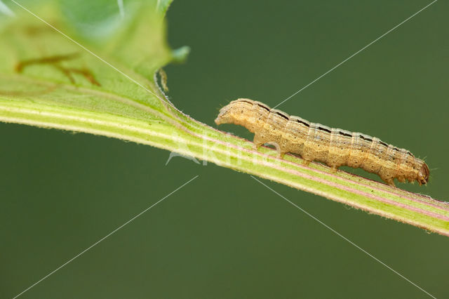 Puntlijngrasuil (Mythimna scirpi)