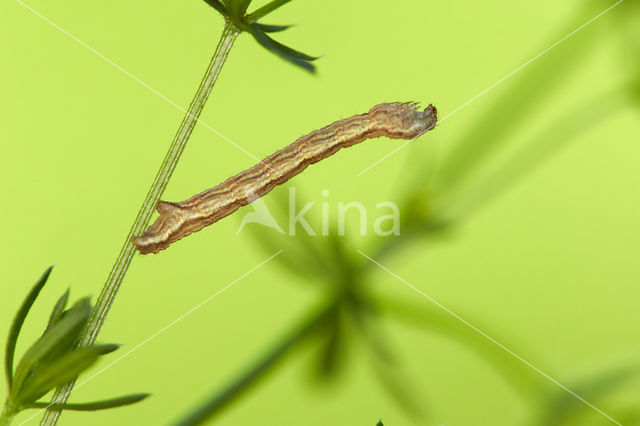 Wood Carpet (Epirrhoe rivata)