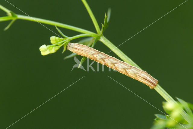 Wood Carpet (Epirrhoe rivata)