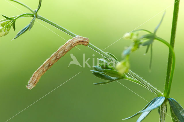 Bosbandspanner (Epirrhoe rivata)