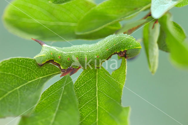 Glasvleugelpijlstaart (Hemaris fuciformis)