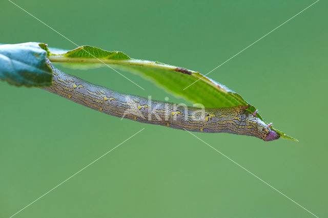 Brindled Beauty (Lycia hirtaria)