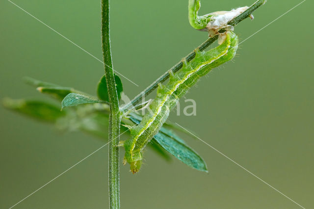 rose budworm (Pyrrhia umbra)