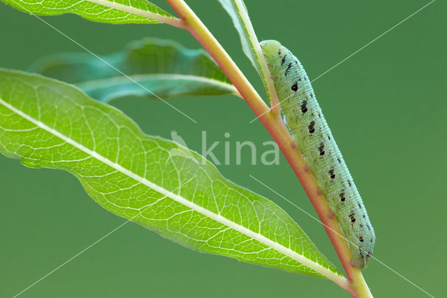 Willowherb Hawkmoth (Proserpinus proserpina)