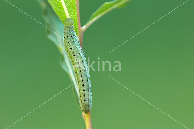 Willowherb Hawkmoth (Proserpinus proserpina)