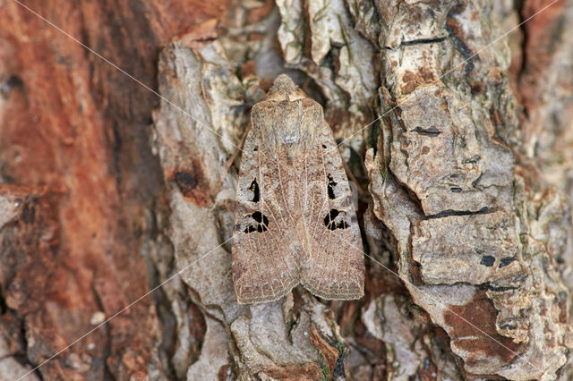 Zwartvlekwinteruil (Conistra rubiginosa)