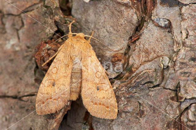 Brick (Agrochola circellaris)