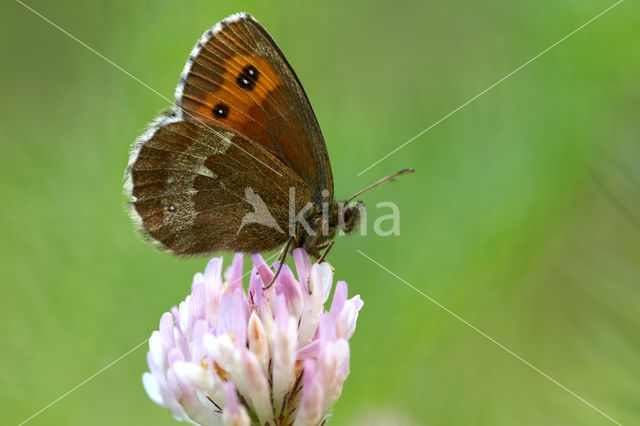 Grote erebia (Erebia euryale)