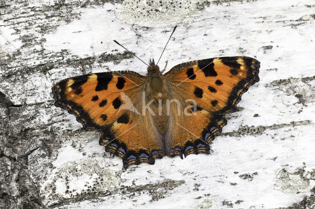 Large Tortoiseshell (Nymphalis polychloros)