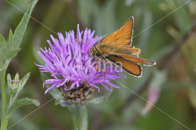 Geelsprietdikkopje (Thymelicus sylvestris)