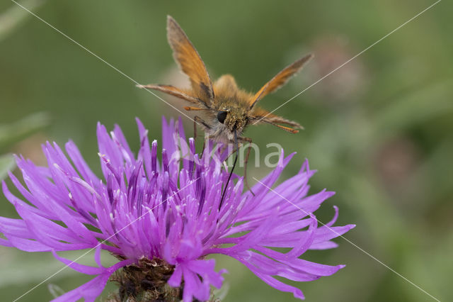 Geelsprietdikkopje (Thymelicus sylvestris)