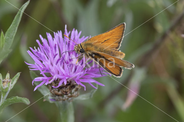 Geelsprietdikkopje (Thymelicus sylvestris)