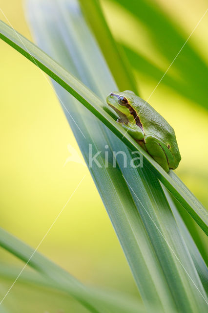 Europese boomkikker (Hyla arborea)