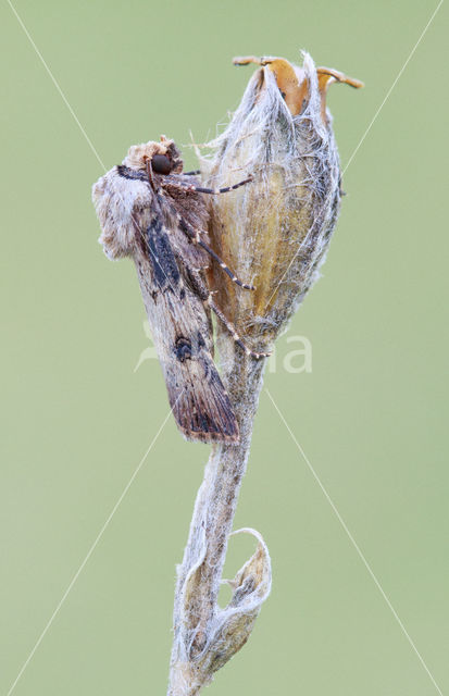 Puta-uil (Agrotis puta)