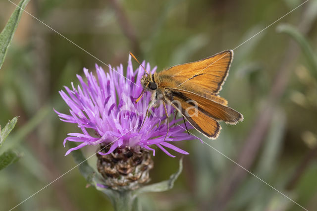 Geelsprietdikkopje (Thymelicus sylvestris)