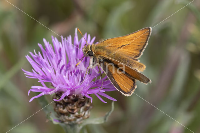 Geelsprietdikkopje (Thymelicus sylvestris)