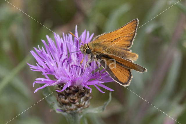 Geelsprietdikkopje (Thymelicus sylvestris)