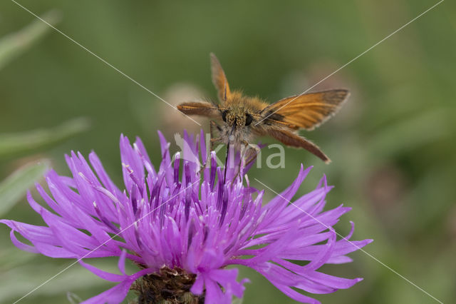 Geelsprietdikkopje (Thymelicus sylvestris)