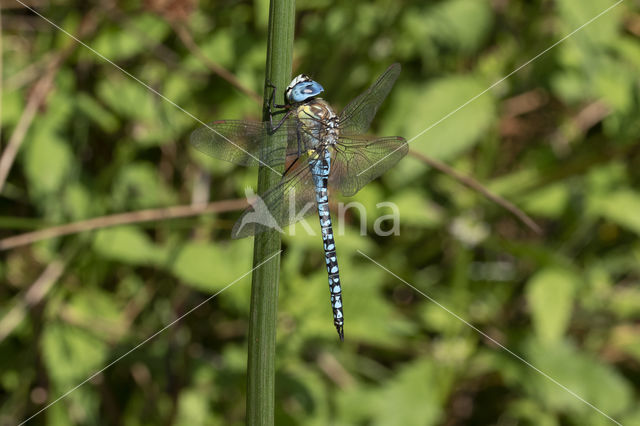 Zuidelijke glazenmaker (Aeshna affinis)