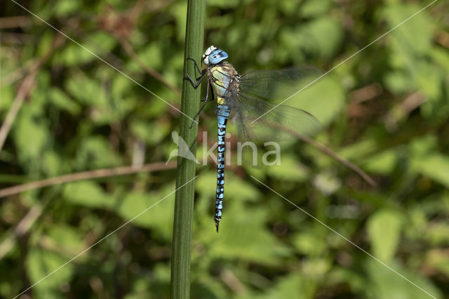 Zuidelijke glazenmaker (Aeshna affinis)