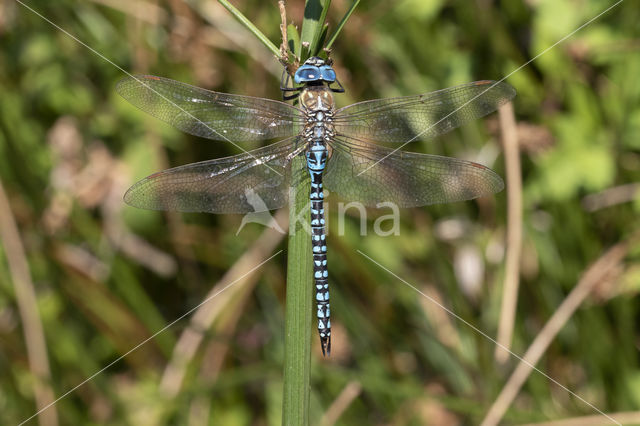 Zuidelijke glazenmaker (Aeshna affinis)