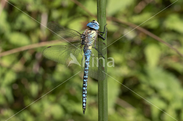 Zuidelijke glazenmaker (Aeshna affinis)