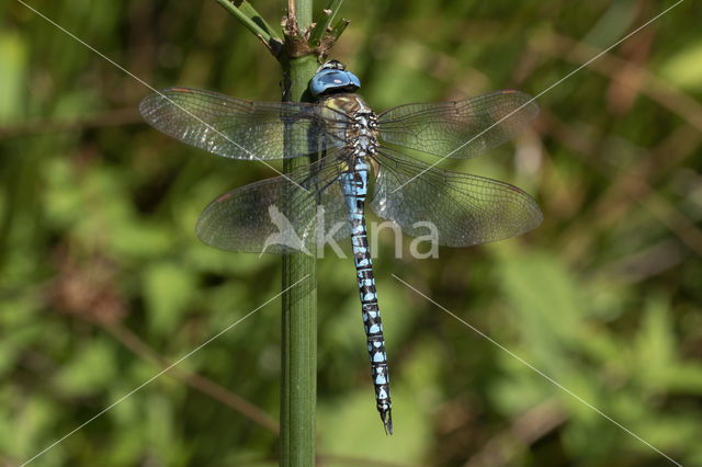 Zuidelijke glazenmaker (Aeshna affinis)