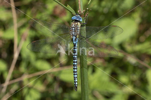 Zuidelijke glazenmaker (Aeshna affinis)