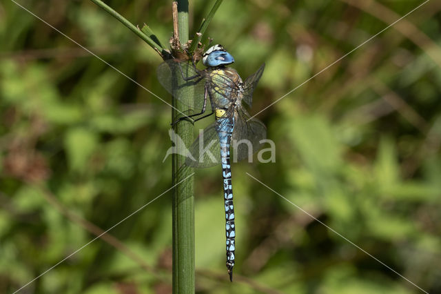 Zuidelijke glazenmaker (Aeshna affinis)