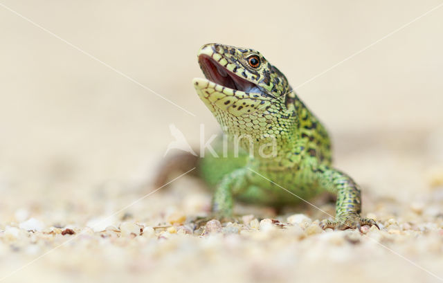 Sand Lizard (Lacerta agilis)