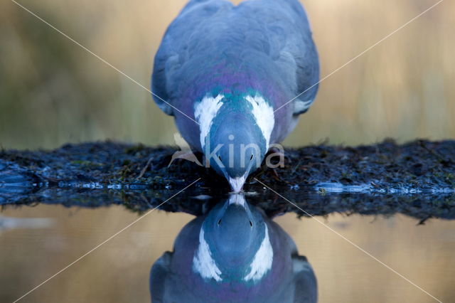 Stock Dove (Columba oenas)