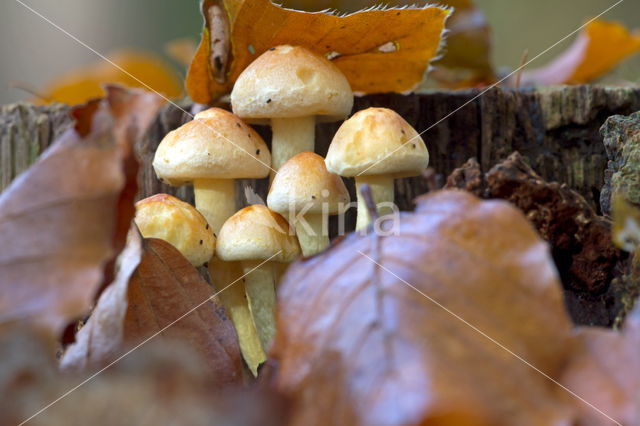 Dwergzwavelkop (Psilocybe fascicularis var. pusilla)