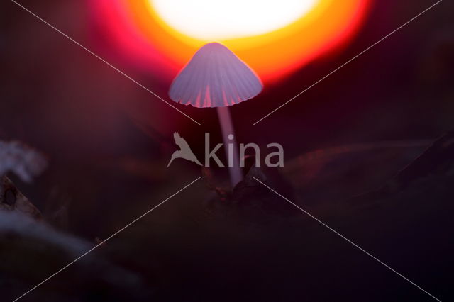 Lilac bonnet (Mycena pura)