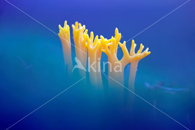 Yellow turning fork (Calocera viscosa)