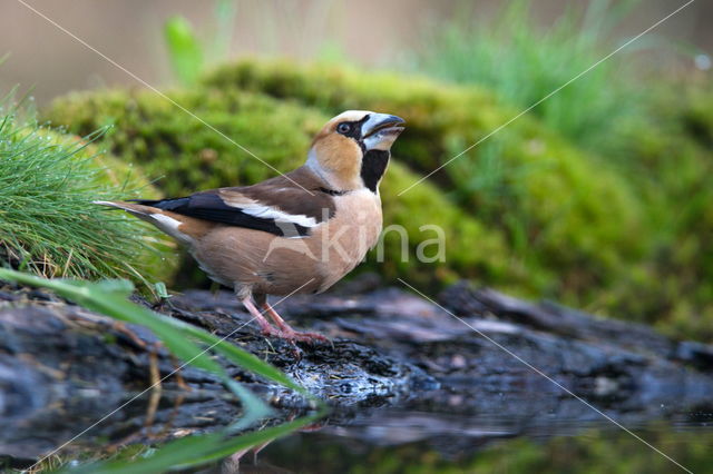 Hawfinch (Coccothraustes coccothraustes)