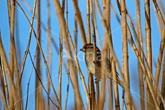House Sparrow (Passer domesticus)